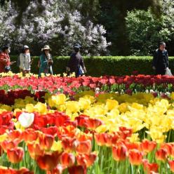 北京：中山公园郁金香花开正艳