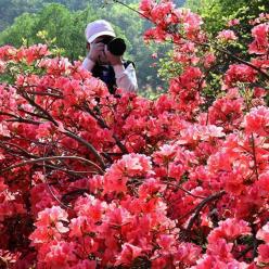 花开引客来