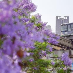 夏日专属浪漫：当城市轨道列车穿越蓝花楹