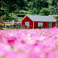 村光无限丨浙江文成：格桑花海缤纷 邂逅初夏美景