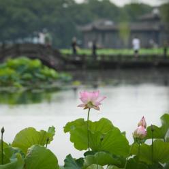 西湖荷花盛开