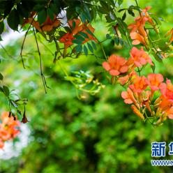 江南古城凌霄花开 带来夏日浪漫