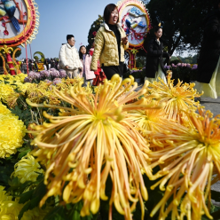 河南开封：菊花傲寒迎客来