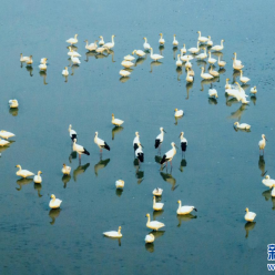 江苏兴化：湿地生态好 候鸟来越冬