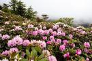 云南迪庆：春天花开 灿若云锦