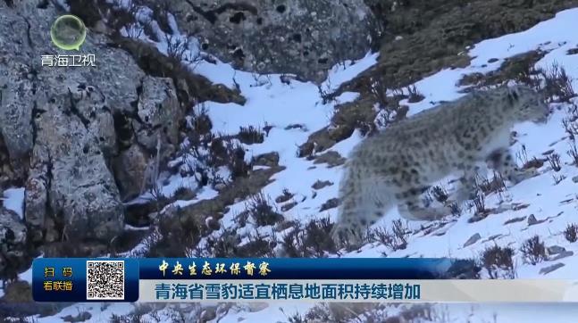 【中央生态环保督察】 青海省雪豹适宜栖息地面积持续增加