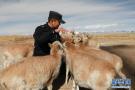 可可西里的藏羚羊“幼儿园”