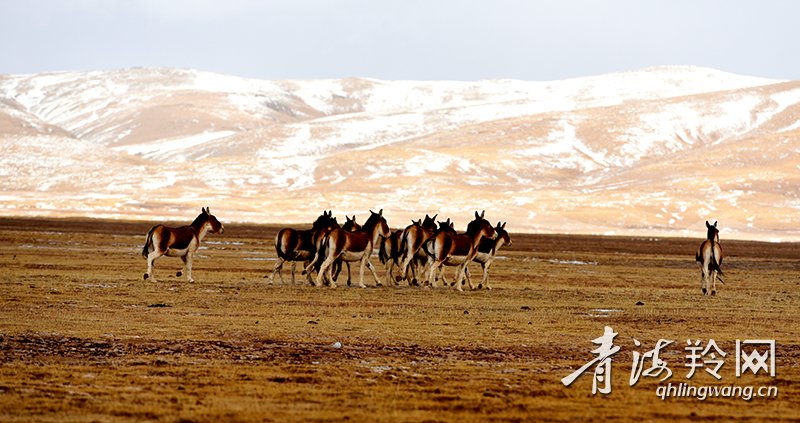 黄河源头尽显生态之美，藏野驴尽情奔跑。张(5459424)-20200618101547.JPG