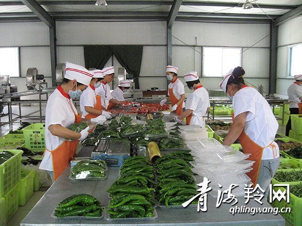 青海■引胜沟里的“菜园子” ——青海农业产业强镇走访记之一