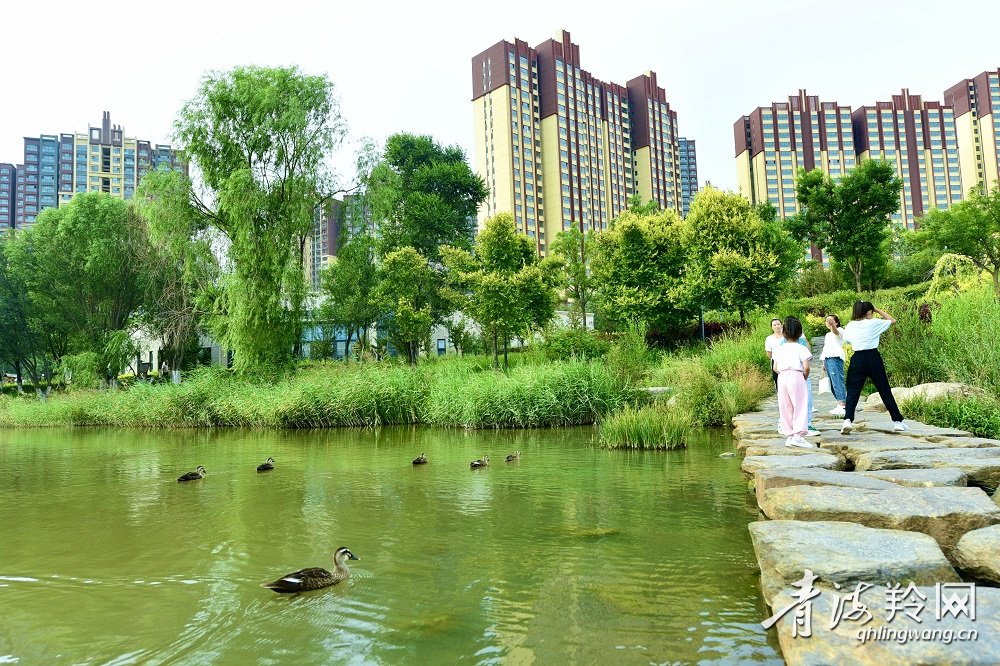 生态环境不断改善的湿地公园，成为鸟儿的天(9954880)-20220921094826.jpg