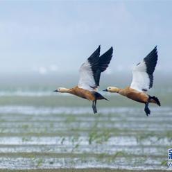 江西鄱阳湖：湿地成候鸟乐园
