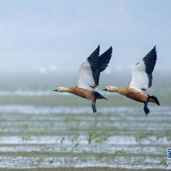 江西鄱阳湖：湿地成候鸟乐园