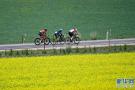 环青海湖国际公路自行车赛第五赛段赛况