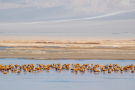青海茫崖：数千只赤麻鸭在尕斯库勒湖湿地休憩