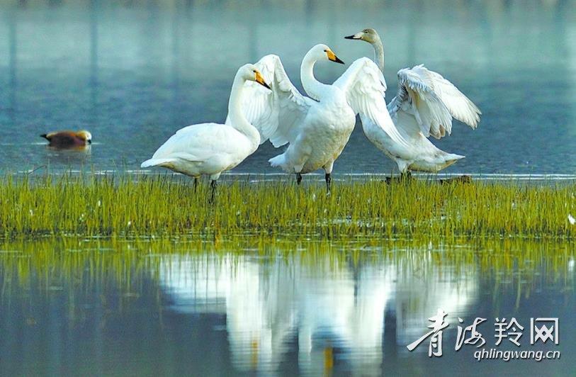 大天鹅“做客”化隆