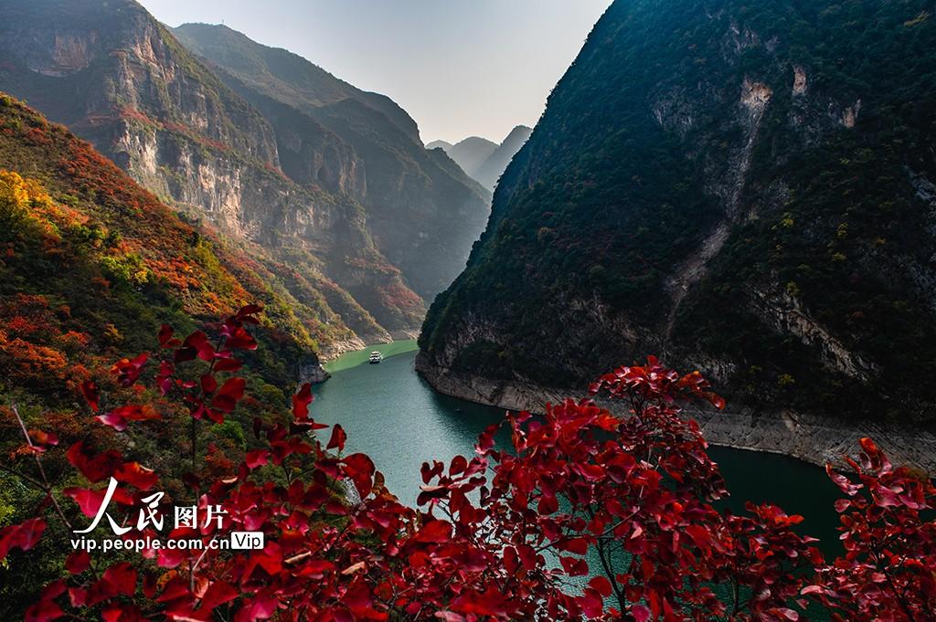 重庆巫山：黄栌叶红游客来