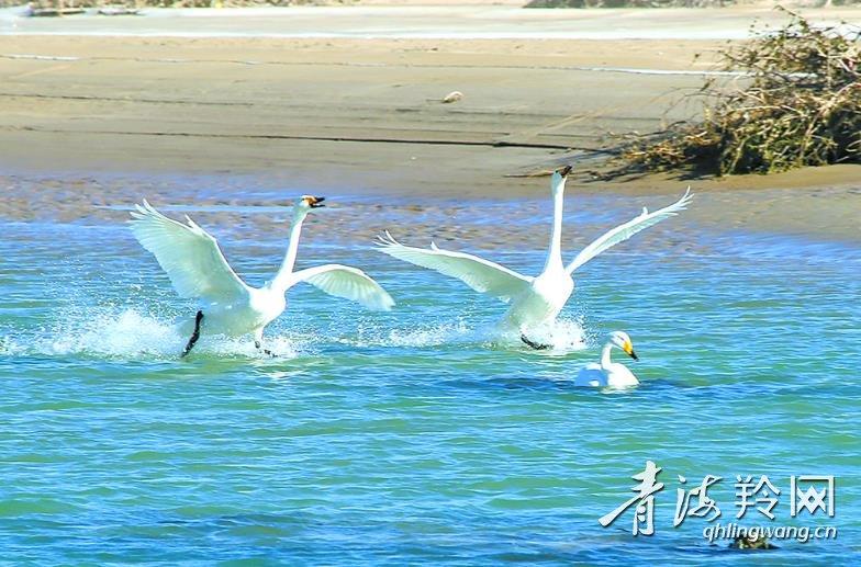 大天鹅赴约贵德黄河湿地