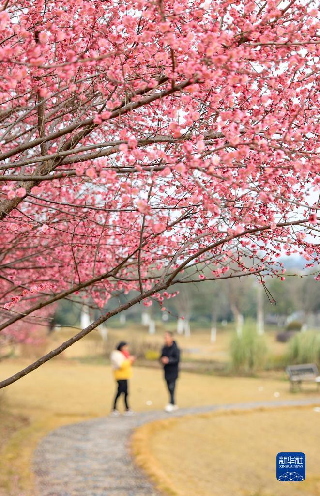 花香春意浓