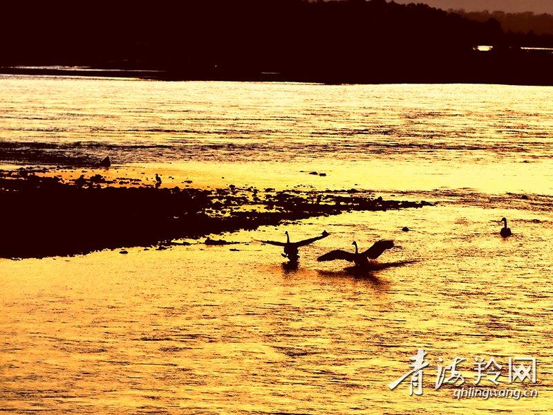 候鸟“起舞”黄河岸