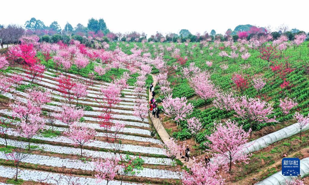 踏青赏花 乐享春光