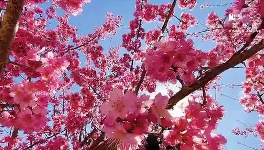 福建永定：万株樱花浪漫上线