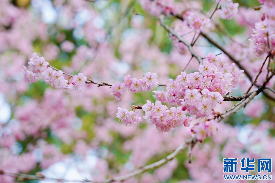 樱花盛开天师府 春光扮靓龙虎山