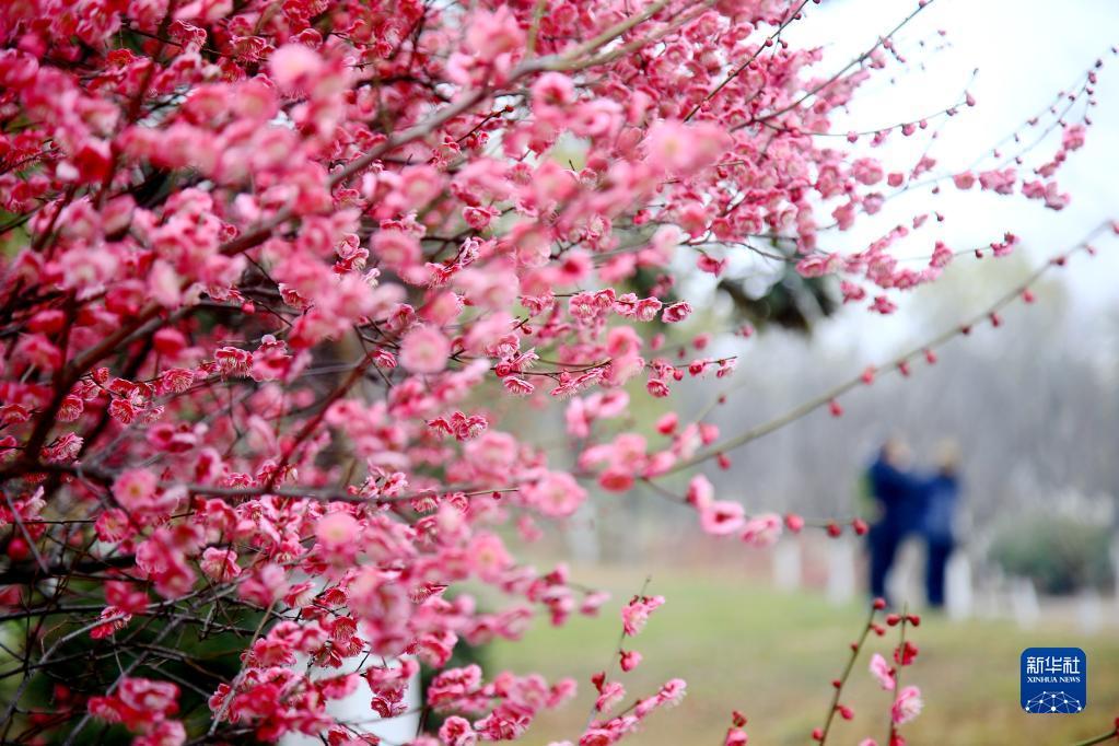 花开春意浓