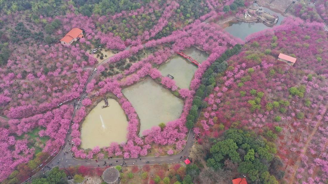 湖南常宁：樱花盛放满眼春