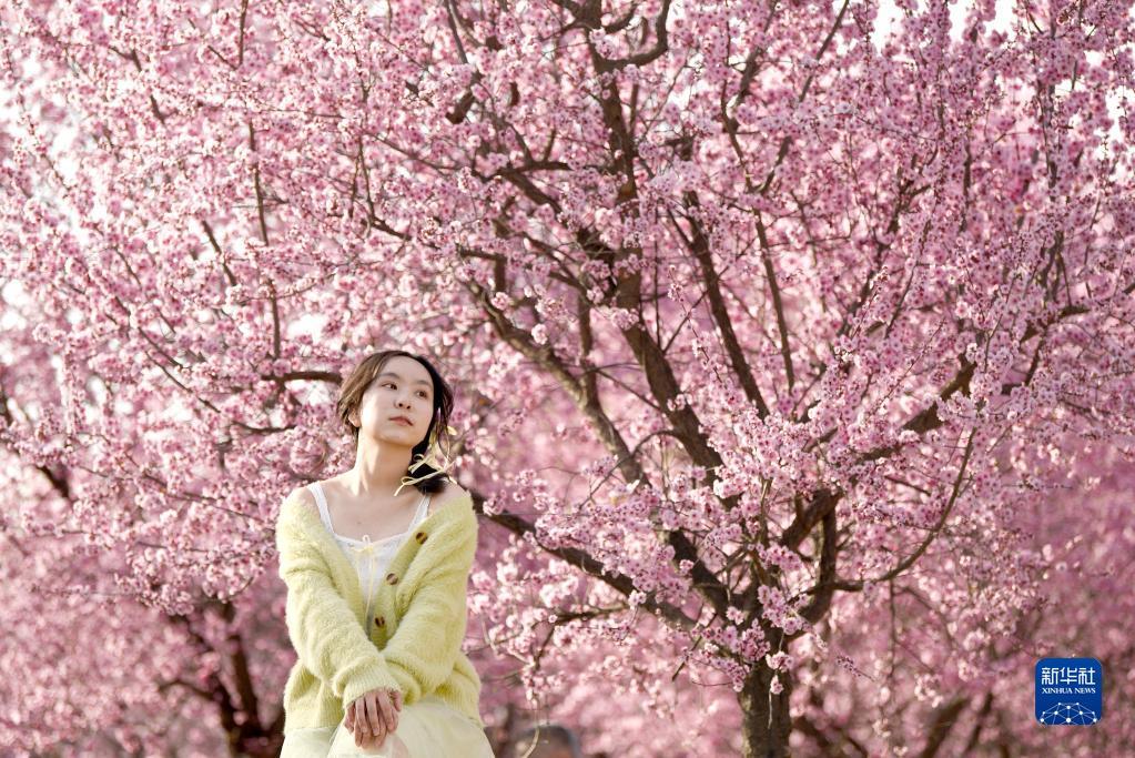 西安：春光无限好 满眼繁花灿