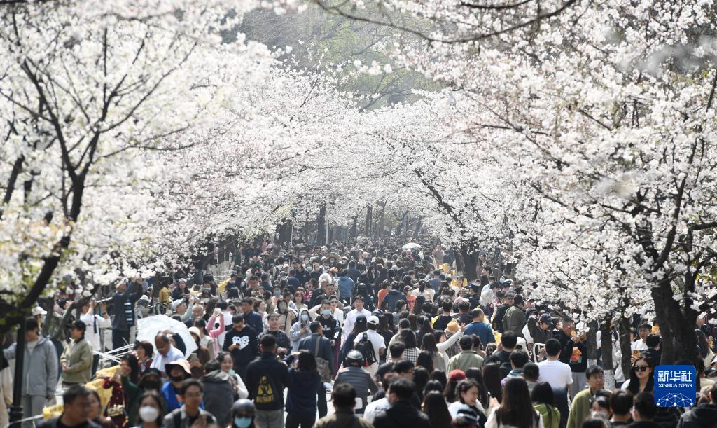 南京：樱花盛开引客来