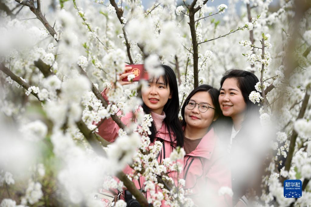 广西金秀：李花绽放迎客来