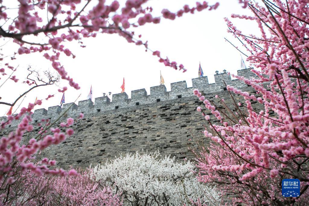 春花映古城