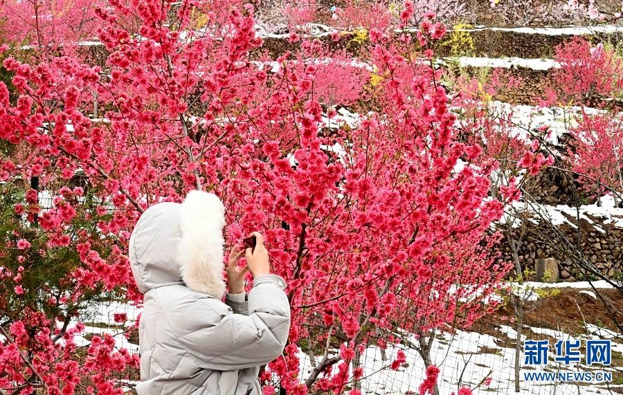 山村桃花雪中红