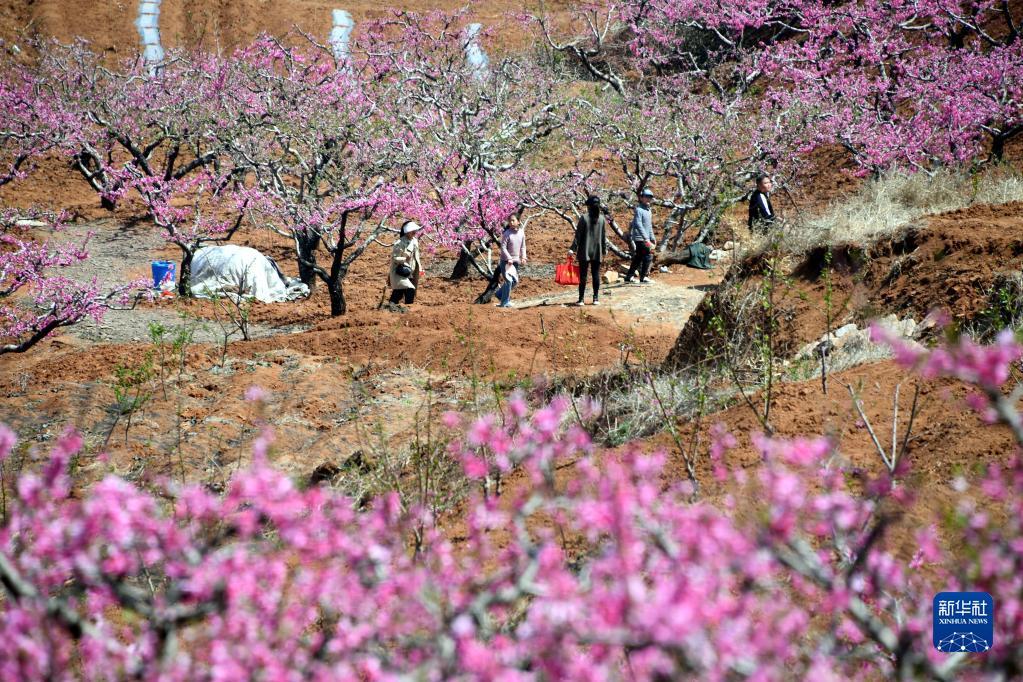 山东台儿庄：春来桃花美