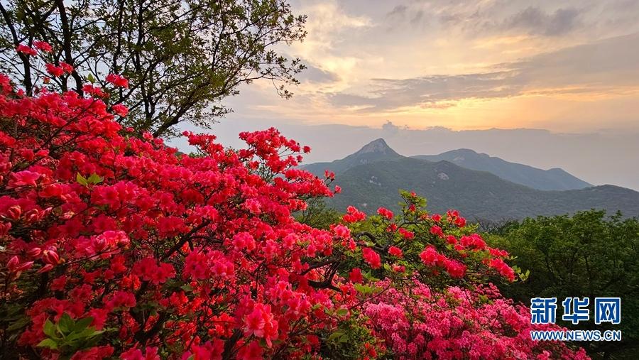 河南桐柏：映山红花开红艳艳