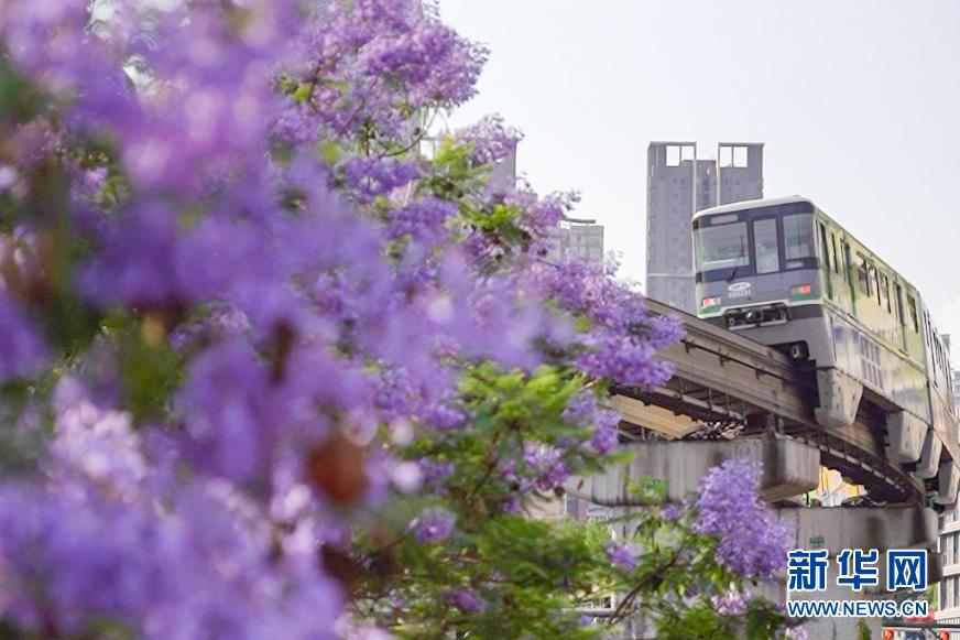 夏日专属浪漫：当城市轨道列车穿越蓝花楹