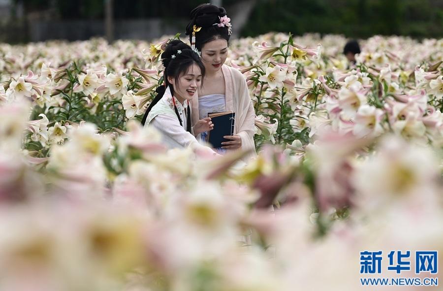 来万载 邂逅百合花海