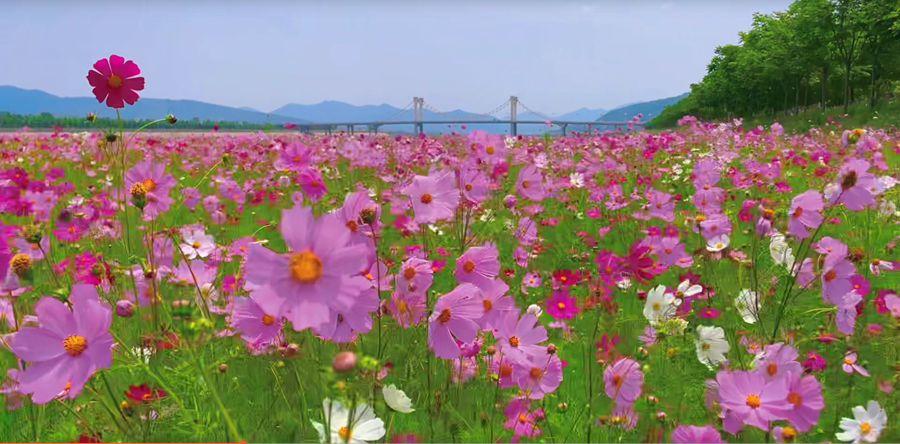 河南淅川：格桑花开美如画