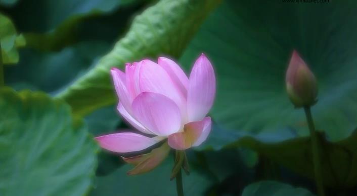 荷韵悠悠