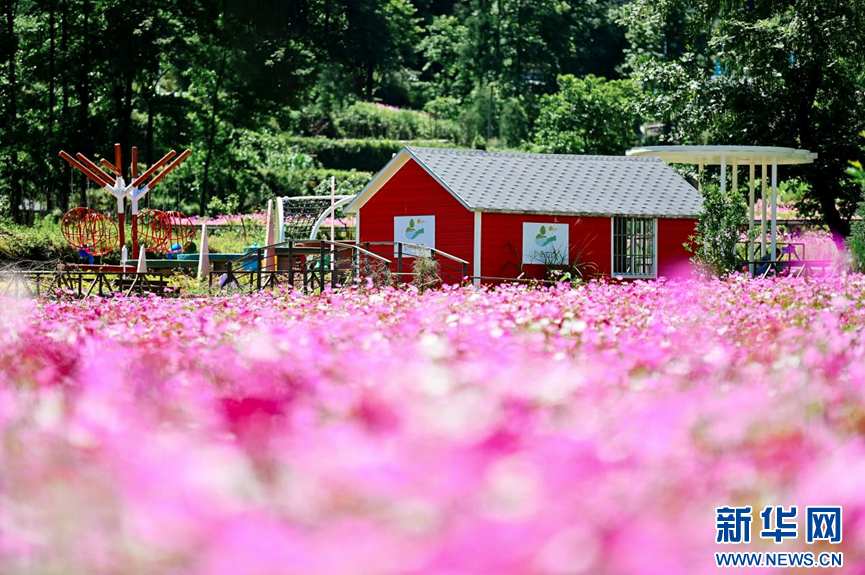 村光无限丨浙江文成：格桑花海缤纷 邂逅初夏美景