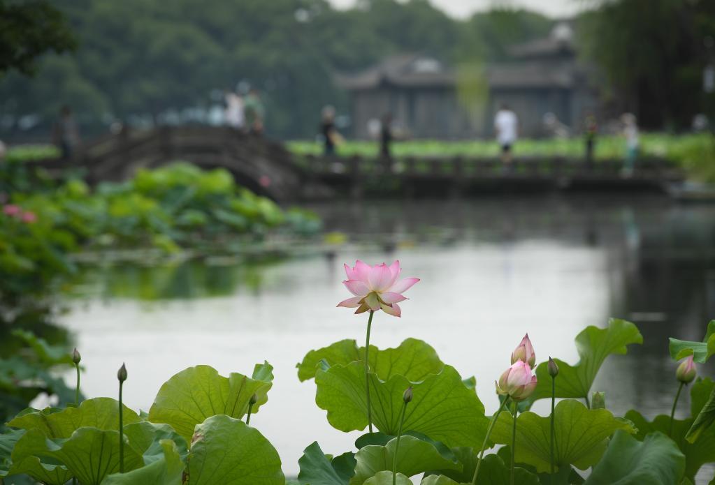 西湖荷花盛开