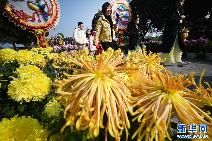 河南开封：菊花傲寒迎客来