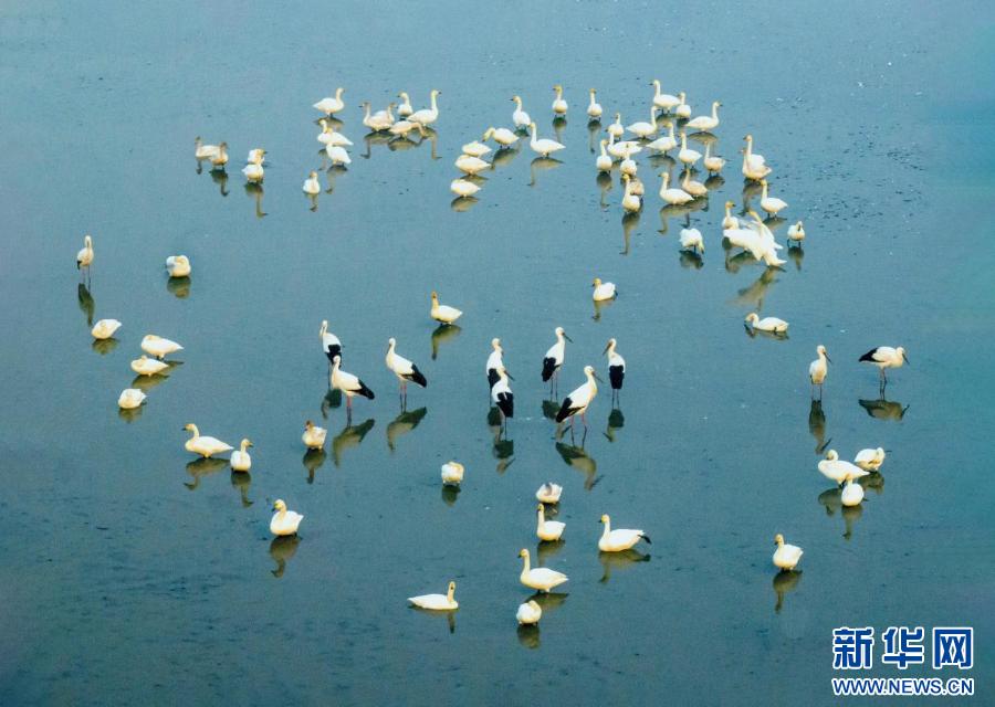 江苏兴化：湿地生态好 候鸟来越冬