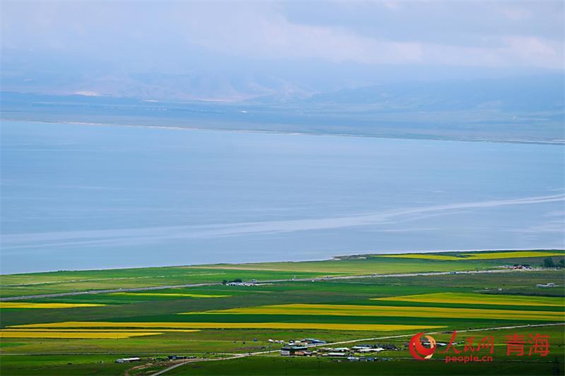青海湖畔油菜花开了 你什么时候来？