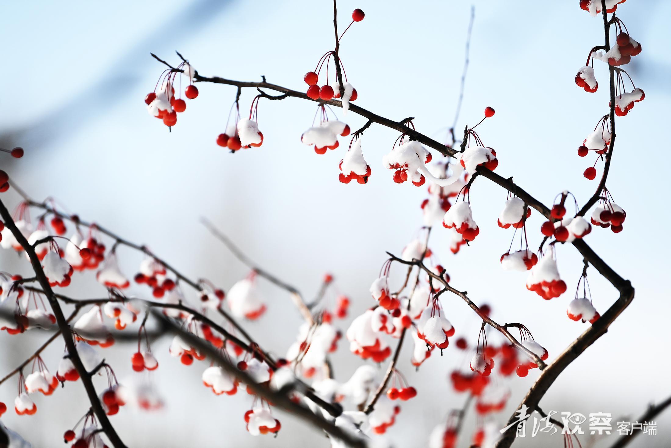 银装素裹的西宁市 雪与果的美丽邂逅