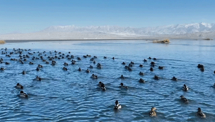 青海乌兰： 越冬候鸟至 数百只绿头鸭栖息都兰湖