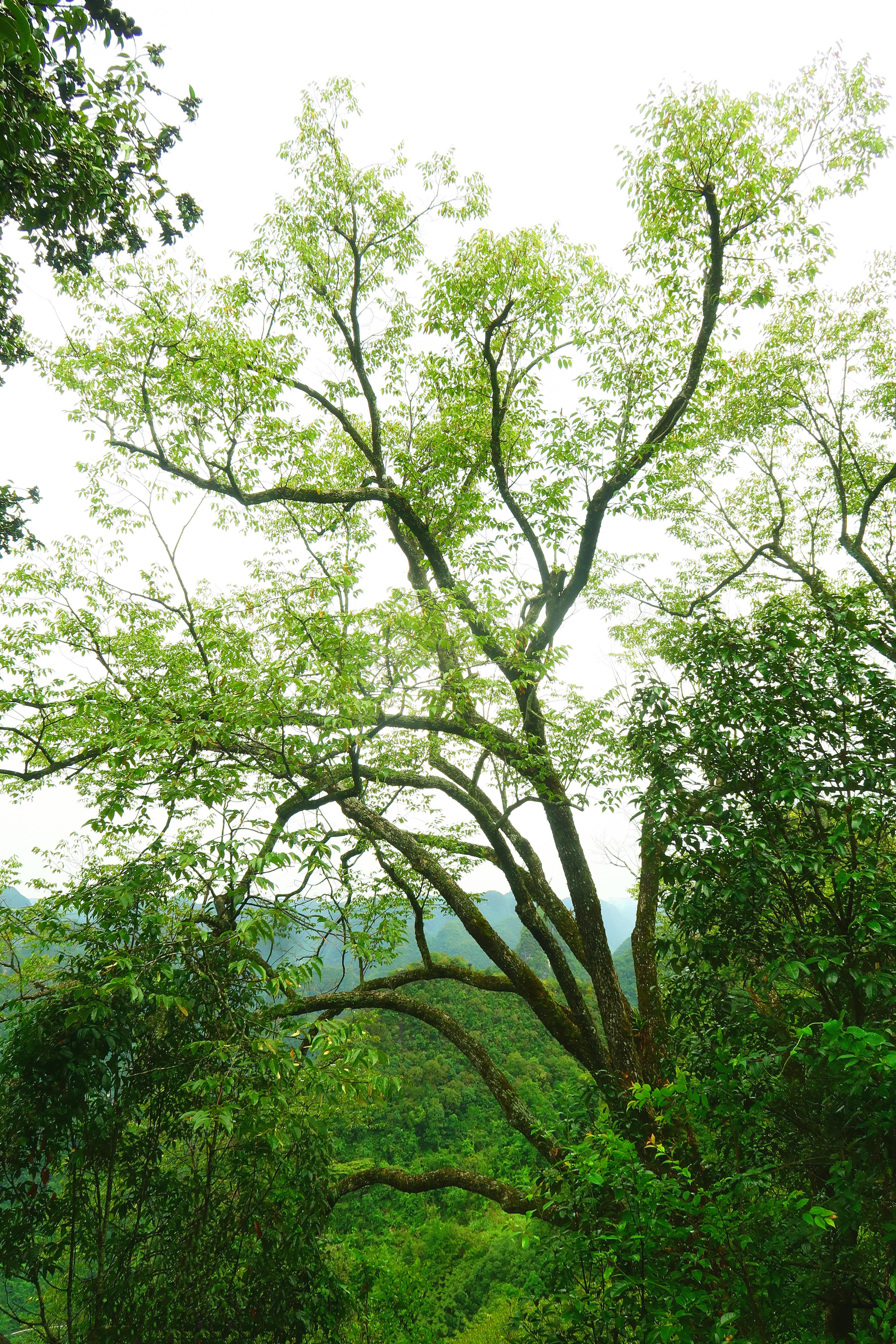 广西发现濒危植物新种——石山椴