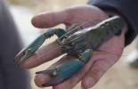 新春走基层| 澳洲小龙虾给新疆小村带来的“新鲜”事