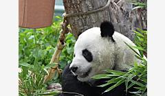 青海西宁：大熊猫的高原夏日生活