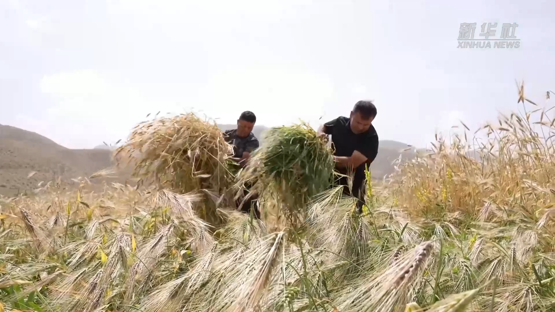 昆仑山深处青稞成熟